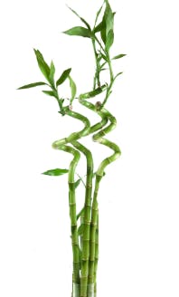 Bamboo Stem