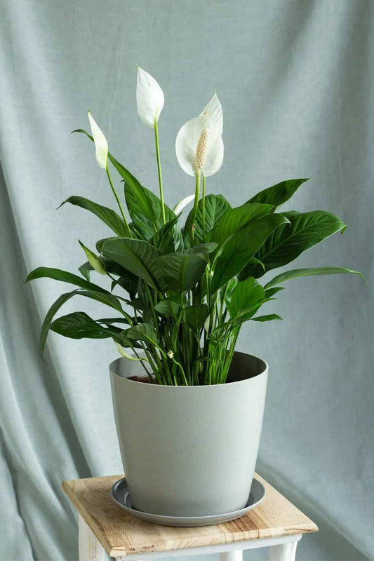 Peace Lily Plant (Spathiphyllum)