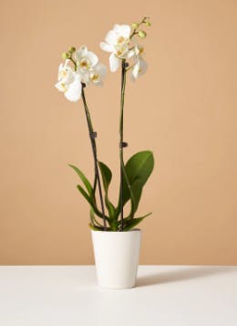 White Orchid Plant