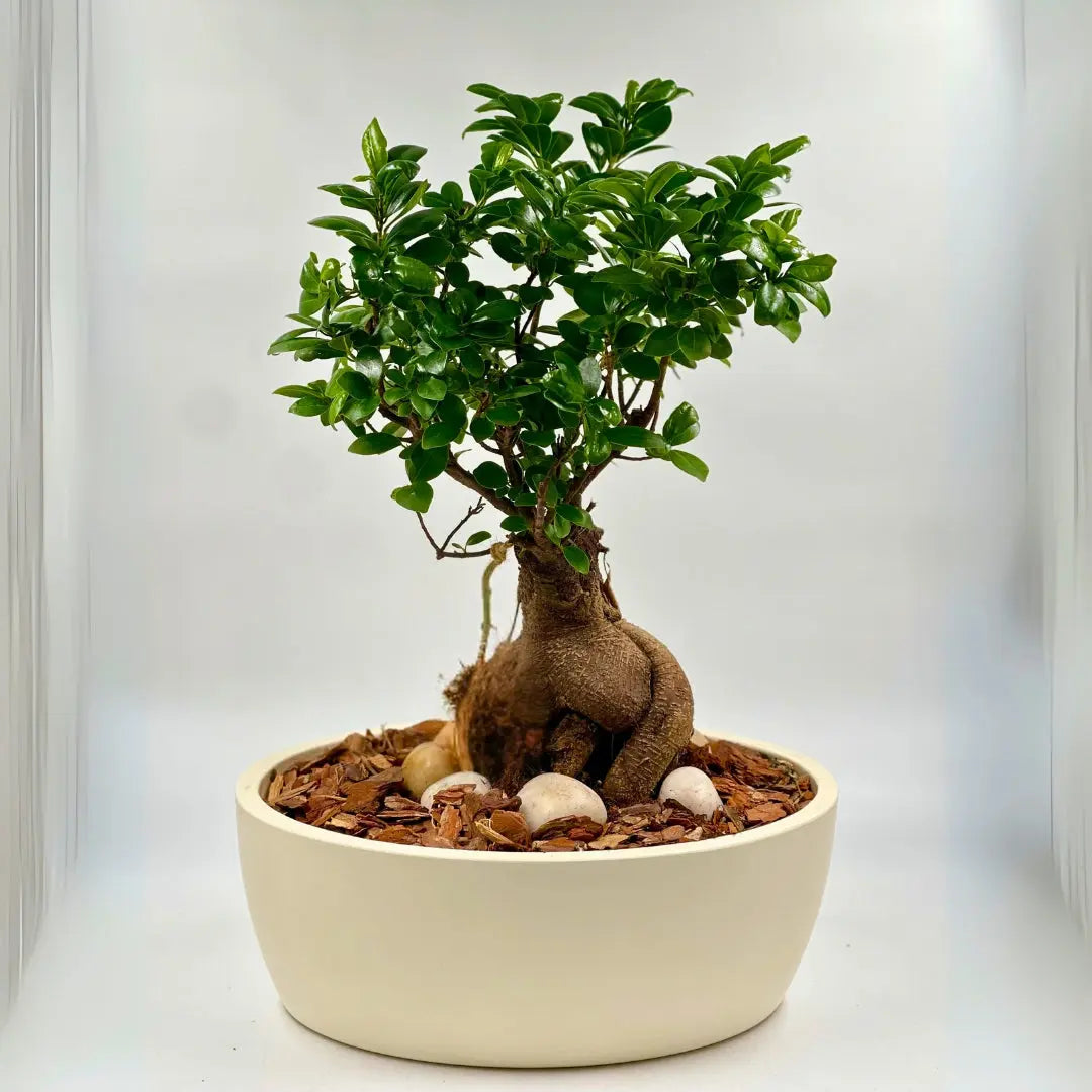 indoor bonsai tree for sale Bonsai indoor plant – Blooms Flowers