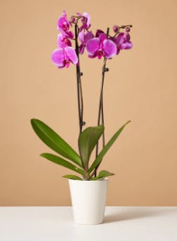 Purple Orchid Plant