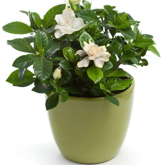 Gardenia Plant
