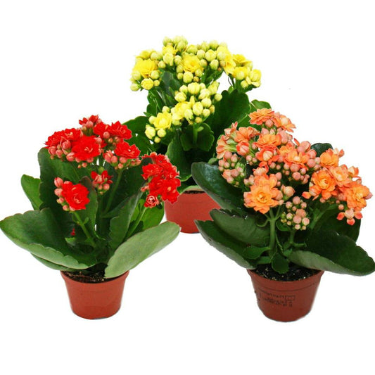 Kalanchoe Plant