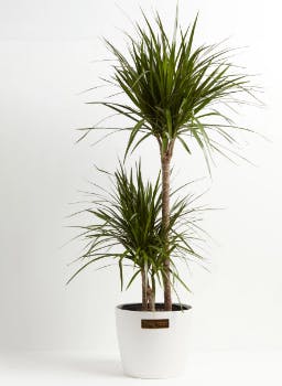 Dracena Plant