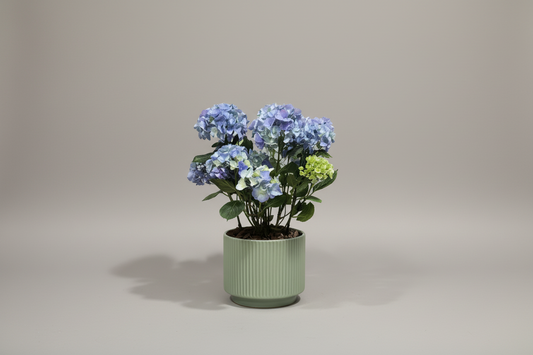 Hydrangea Blue