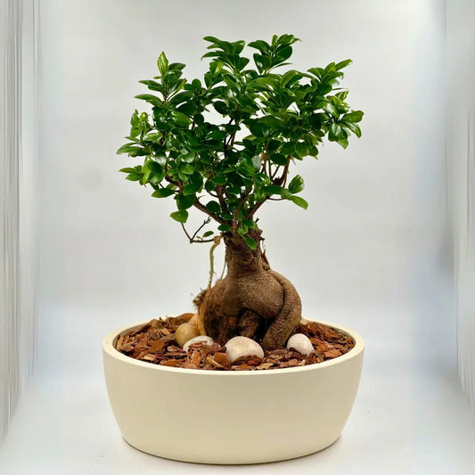 Bonsai indoor plant Flowers Shop Amman Blooms Flowers